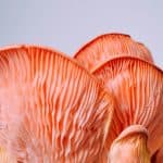 Candida, H-Pylori and SIBO