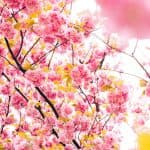 Hormonal Imbalances: Endometriosis and Acne